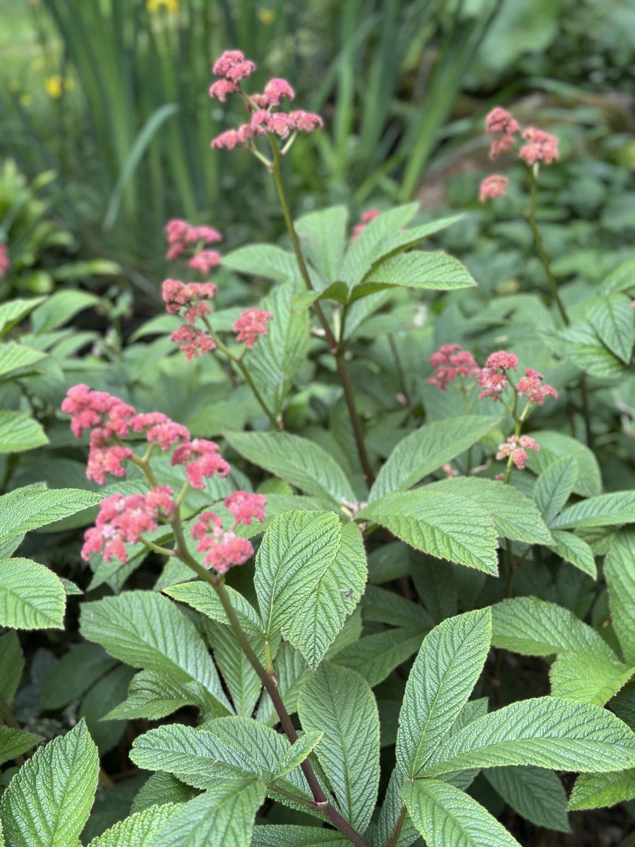 Louise_Venter's tweet photo. Rodgersia just looking fabulous at the moment. Such a great plant to add structure to any border & brilliant as a marginal focal plant #garden #landscape #pond #design #rodgersia https://t.co/pXmKO38Mlb