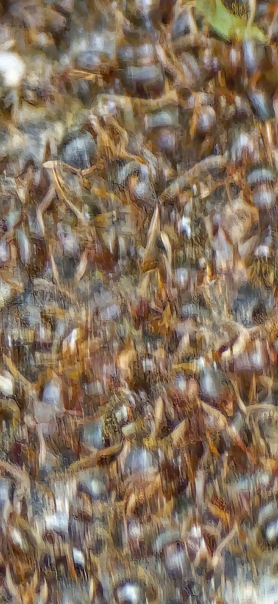 Red Sox is the dream where you are an ant.