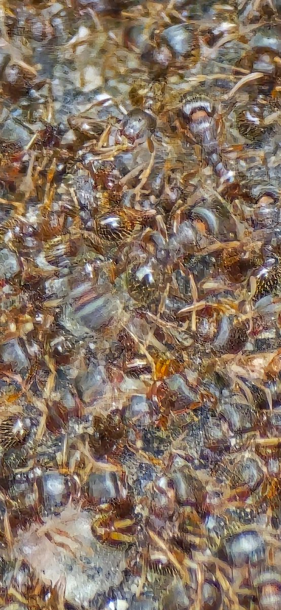 Do I give the ants coffee?