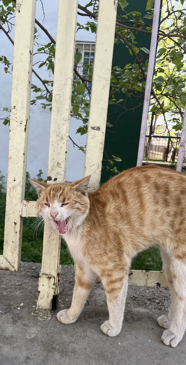 İş yerindeki kaoslara karşı tavrım ektedir: