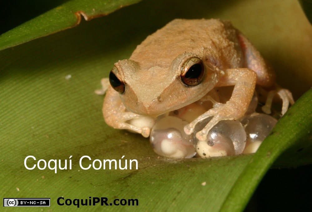 FKadoseneye_'s tweet photo. Las 17 especies de coquí en Puerto Rico. 🐸 🇵🇷 https://t.co/moGMiLBItL