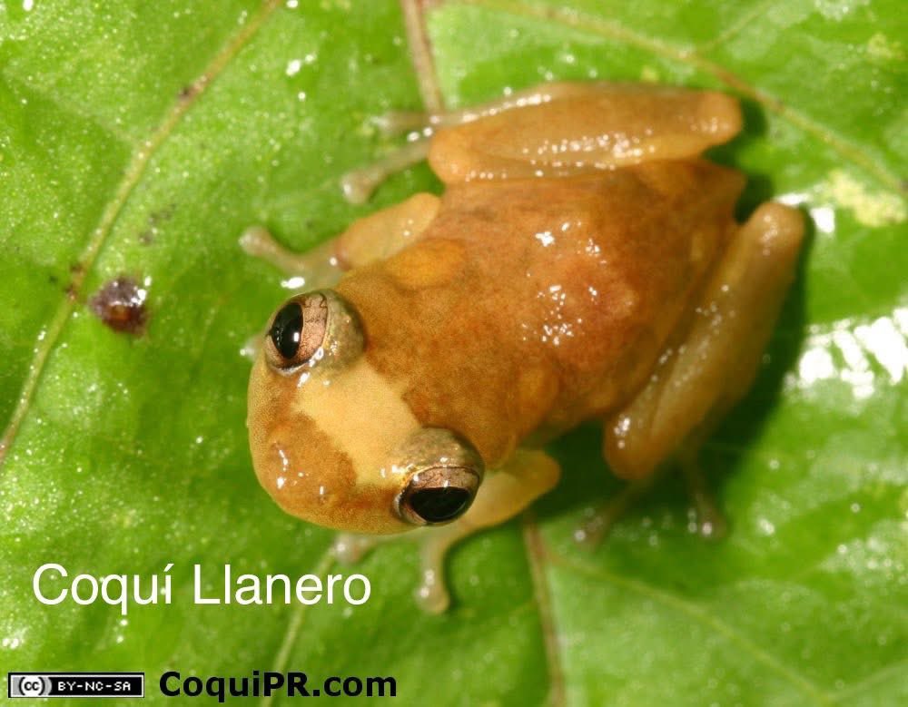 FKadoseneye_'s tweet photo. Las 17 especies de coquí en Puerto Rico. 🐸 🇵🇷 https://t.co/moGMiLBItL