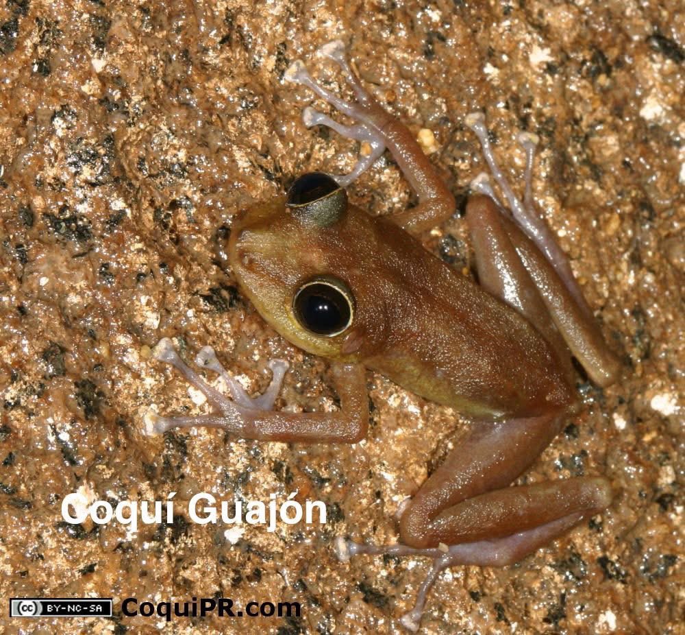 Las 17 especies de coquí en Puerto Rico. 🐸 🇵🇷