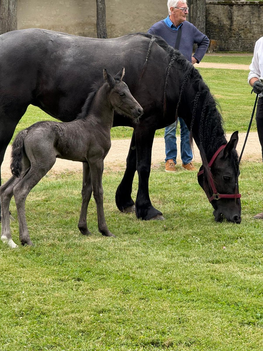 🔴 𝗣𝗥𝗘𝗠𝗜𝗘𝗥𝗘 𝗦𝗢𝗥𝗧𝗜𝗘 🐴 | 
Né dans la nuit de samedi à dimanche, Puccini a découvert les jardins du #chateau pour la toute première fois… et le moins qu’on puisse dire, c’est qu’il a conquis tous les cœurs ! 🫠💕 #Poulain

🌐 chateau-valencay.fr
©️ Kévin Deroche