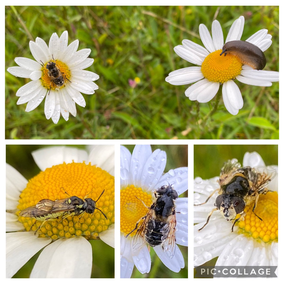 Martine🦋Brennan🍄 (@brennanmartine) on Twitter photo A few photos from my meadow in the rain this evening - hoverflies, sawfly and slug - all on Oxeye Daisies for #wildwebswednesday <a href="/WebsWild/">WildWebsWednesday</a> A few photos from my meadow in the rain this evening - hoverflies, sawfly and slug - all on Oxeye Daisies for #wildwebswednesday <a href="/WebsWild/">WildWebsWednesday</a>