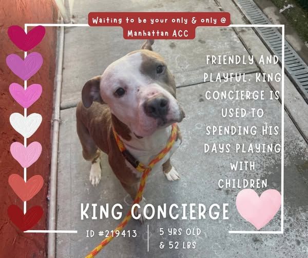 King Concierge, 5, was brought to ACC by his people, who said he bit the family cat. He was also reported to be “underweight” on intake. Rather than place him in a more attentive and caring home, <a href="/NYCACC/">Animal Care Centers of NYC</a> <a href="/NYCHealthCommr/">Dr. Michelle Morse</a> <a href="/nycHealthy/">nychealthy</a> killed King Concierge after 13 days.