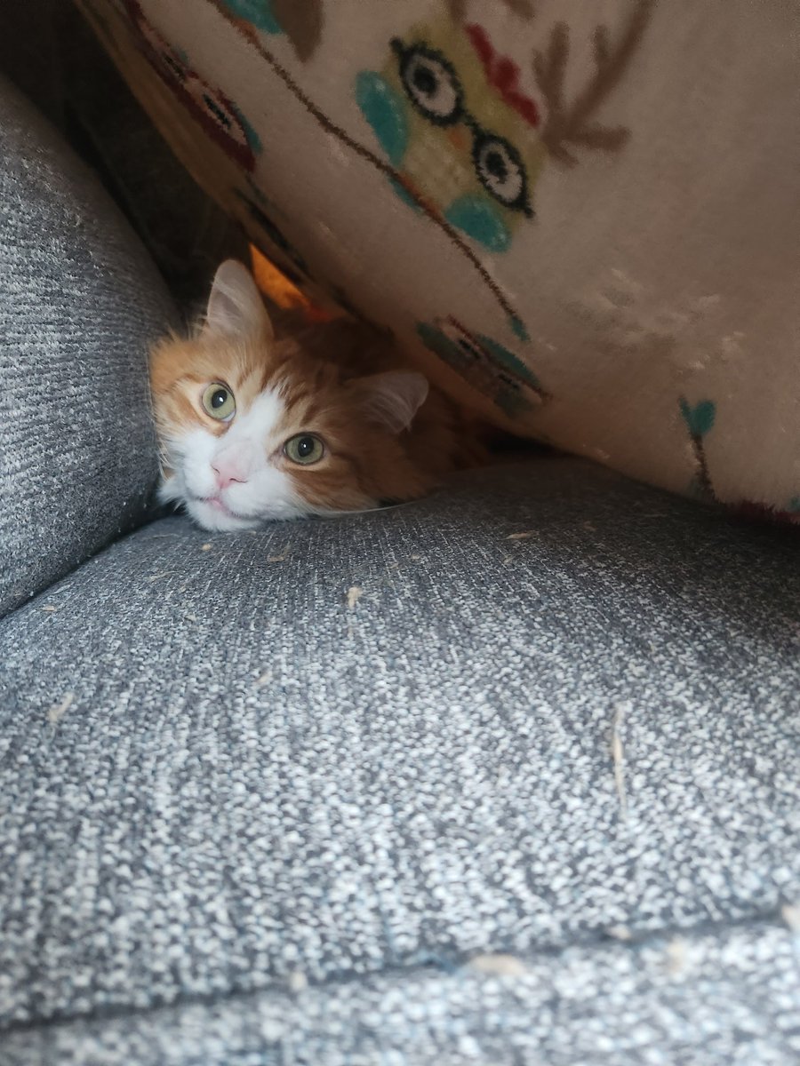 BrendenObuck's tweet image. 5 years since adopting this loveable floofball of sassiness 😼 Happy Gotcha Day buddy ❤️ #cats #gotchaday #adoption #Orange #oneorangebraincell