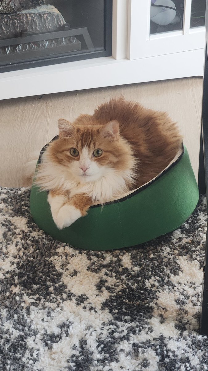 BrendenObuck's tweet image. 5 years since adopting this loveable floofball of sassiness 😼 Happy Gotcha Day buddy ❤️ #cats #gotchaday #adoption #Orange #oneorangebraincell
