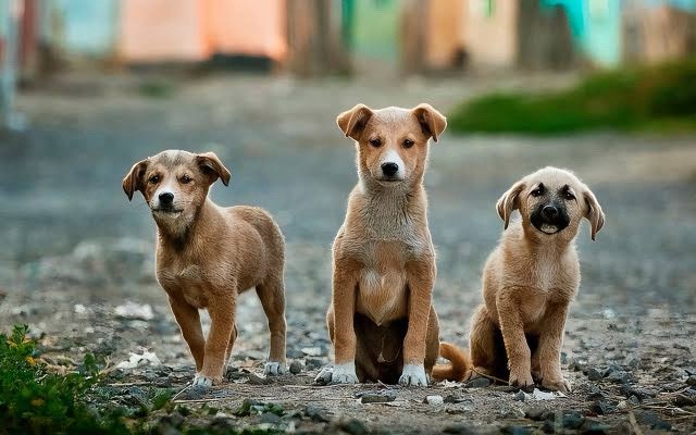¡Hoy es el Día Mundial del Perro Sin Raza! ✨🐶❤️

Los perros sin raza nos enseñan que lo importante no se ve en la apariencia, sino en el alma. Hoy es su día. 

¡Celebrémoslos con responsabilidad y cariño!
🐶✨