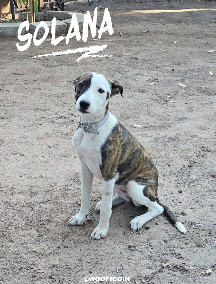 $WOOFI isn’t just a token
It’s a movement for the voiceless
We’re funding shelters, saving strays, and turning memes into missions
From $200K MCAP to $5M+ ... and we’re not stopping
10M is just the beginning
Support the cause
Back the pack
<a href="/wooficoin/">Woofi</a>
#WOOFI #Solana #RescueDogs