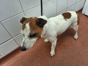 The_Animal_Team's tweet photo. ⚠️ 3 DOGS FOUND TOGETHER, FULMER SL3 AREA ⚠️ Three #straydogs #found in #Fulmer #SL3 area, #Slough #Bucks, no chip, no collar, no ID. Details: https://t.co/QOLNmIG2Oi & https://t.co/DrSfxEIoPQ & https://t.co/sMGIaV6XOl #Strays #Terriers #FoundDogs #DogsOfTwitter https://t.co/8HdrBPnkZ1