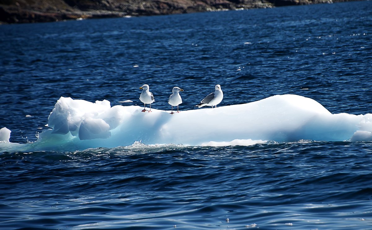 A couple more photos from our iceberg trip yesterday
