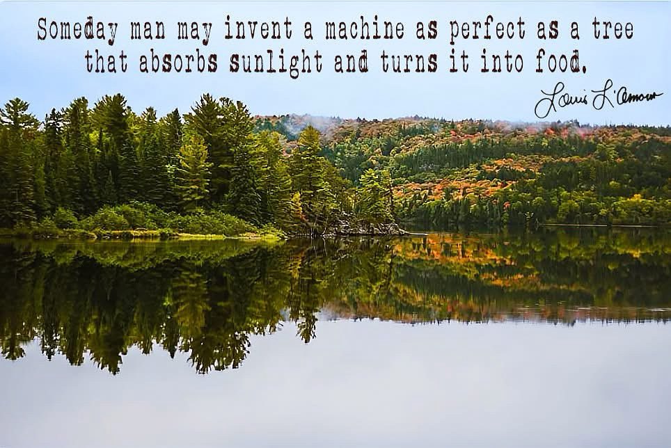 Louis_LAmour's tweet image. To walk into the forest is to walk into quietness. The sounds are small sounds, whispering sounds - leaves brushing, branches rubbing against one another, the scurry of a squirrel or a woodmouse. Long ago in Minnesota, not far from where the Mississippi begins at Lake Itasca, I…
