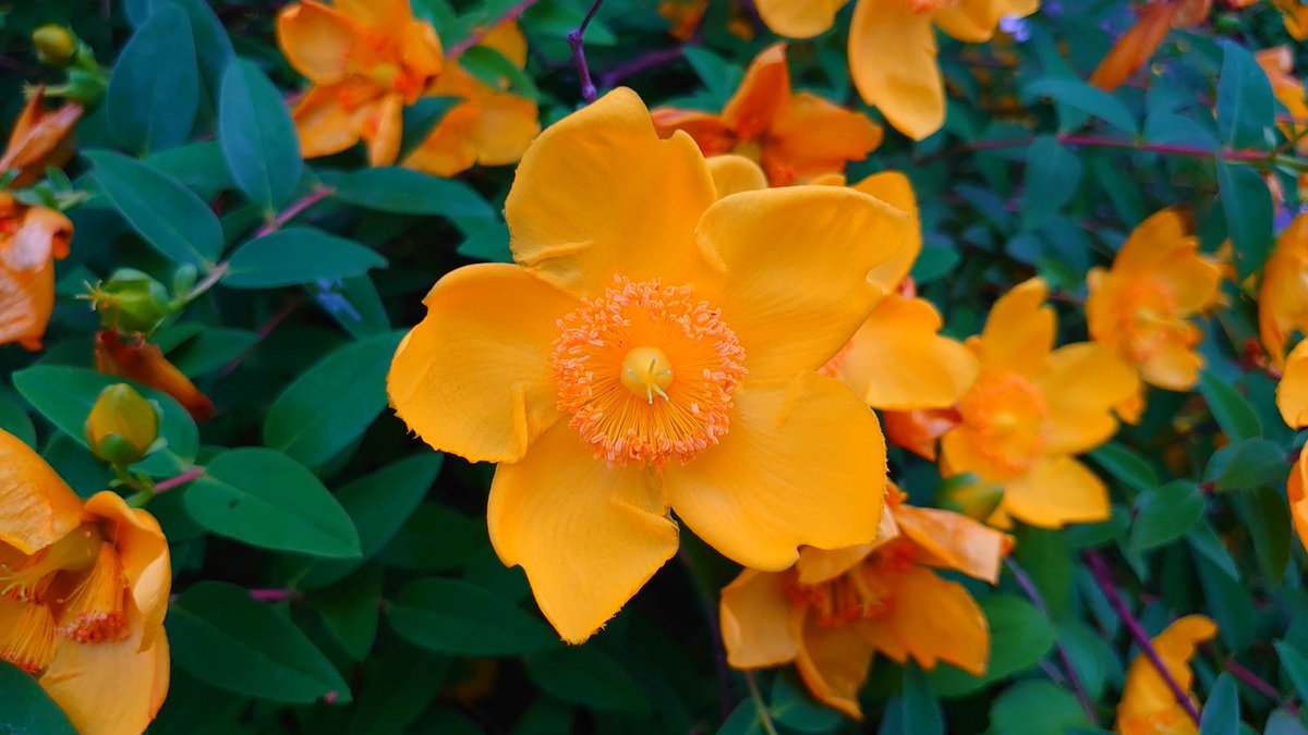 KiwaSaokmw's tweet image. #タイリンキンシバイ
#大輪金糸梅
#Hypericum×hidcoteense_Geerinck
#秘密
#TLを花でいっぱいにしよう
#TLを緑でいっぱいにしよう