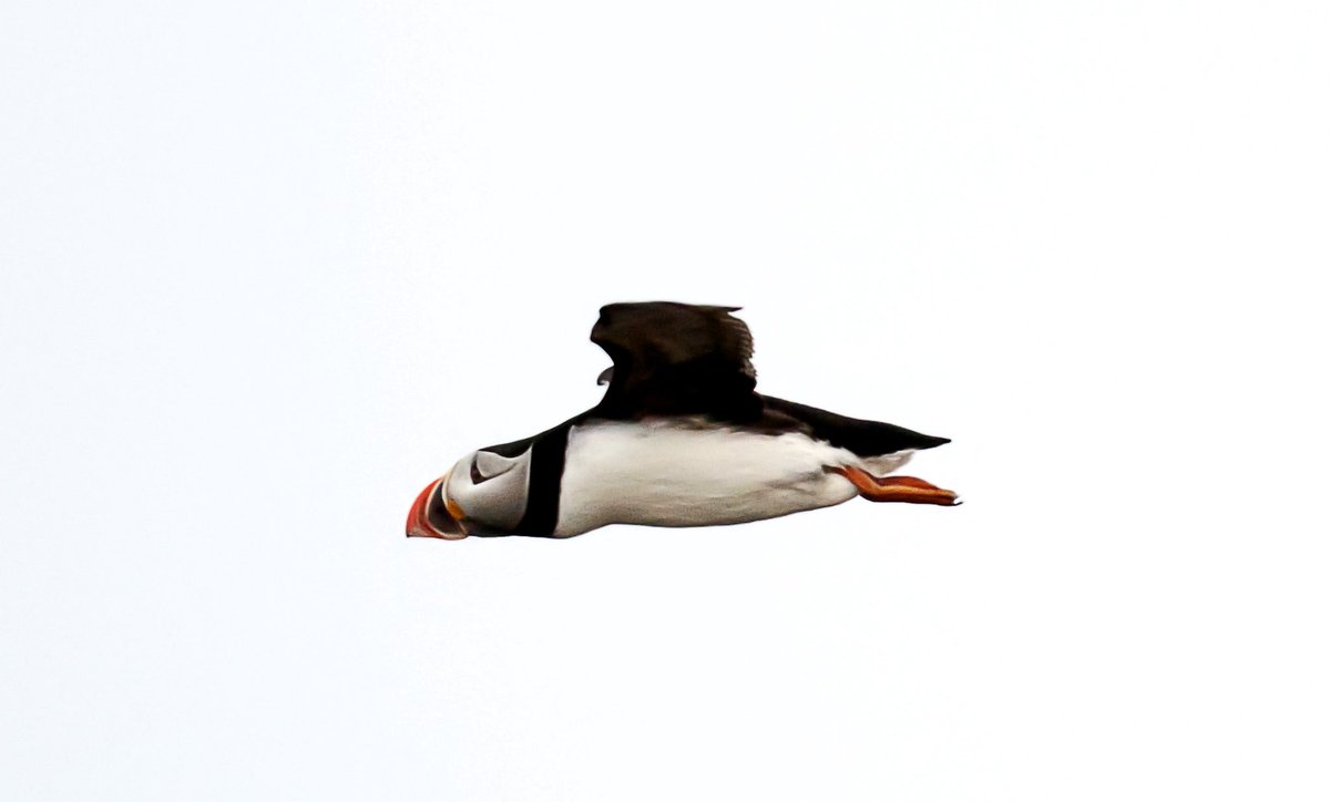 Up early this morning to visit the puffin site. Unfortunately all the puffins stayed on the island which meant we were viewing from a distance and with high winds buffeting us it wasn’t easy to get good pictures. But here are a few