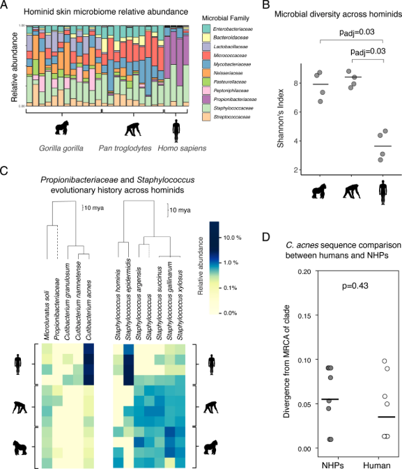 poopomics's tweet photo. My first work on humans! we aren't so bad of a species to study after all. TLDR: C. acnes, the most dominant human skin microbe likely came from the environment rather than being conserved through hominid evolution -- https://t.co/KIEtl9dTRf https://t.co/le40B7FHGi