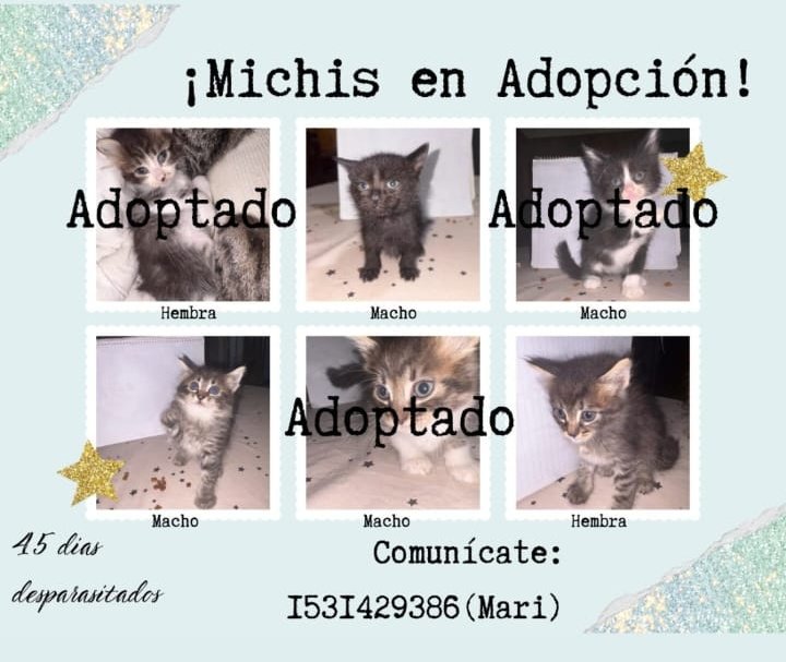 Miren lo que es este negrito en adopción, la puta madre. Los otros son lindos también, pero adopten al negrito que me dijeron que nadie está preguntando por él.