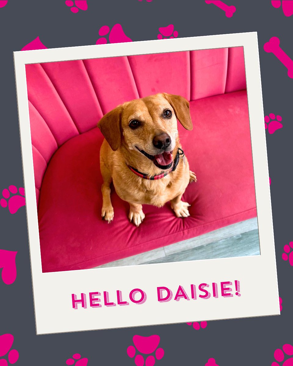 🩷 We had our favourite type of visitor join us in the office today 🐾 Hey Daisie!

No offence to our human visitors but we really do love our furry friends 😄 so please pop in with them whenever you’re passing to say hi 👋🏼