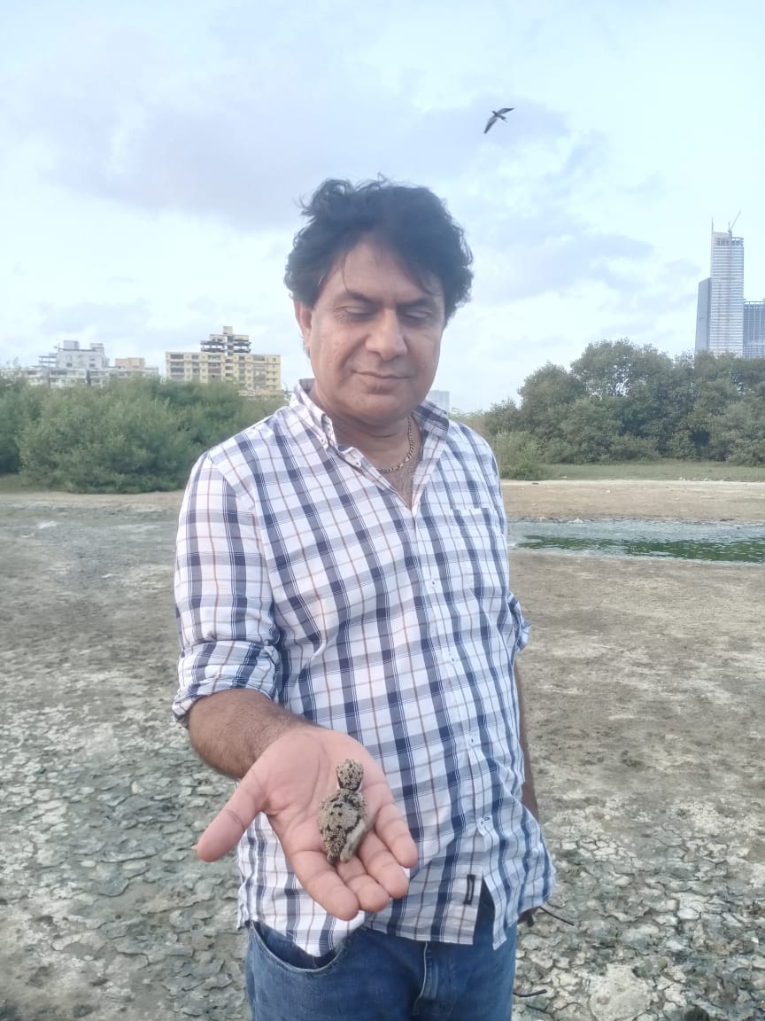 Masood Lohar (@masoodlohar) on Twitter photo A lapwing chick at <a href="/urban_clifton/">Clifton urban forest</a> . All lapwings and black-winged stilts are nesting here and raising chicks <a href="/BBhuttoZardari/">BilawalBhuttoZardari</a> <a href="/AseefaBZ/">Aseefa B Zardari</a> <a href="/MuradAliShahPPP/">Murad Ali Shah</a> <a href="/murtazawahab1/">Murtaza Wahab Siddiqui</a> <a href="/SyedNasirHShah/">Syed Nasir Hussain Shah</a> <a href="/afiasalam/">afia salam</a> #cliftonurbanforest #karachi #birds A lapwing chick at <a href="/urban_clifton/">Clifton urban forest</a> . All lapwings and black-winged stilts are nesting here and raising chicks <a href="/BBhuttoZardari/">BilawalBhuttoZardari</a> <a href="/AseefaBZ/">Aseefa B Zardari</a> <a href="/MuradAliShahPPP/">Murad Ali Shah</a> <a href="/murtazawahab1/">Murtaza Wahab Siddiqui</a> <a href="/SyedNasirHShah/">Syed Nasir Hussain Shah</a> <a href="/afiasalam/">afia salam</a> #cliftonurbanforest #karachi #birds