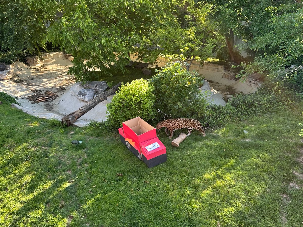 The BEST kind of jaguar sedan! 🚗

For Jared the jaguar's 16th birthday the Zoo's carnivore keepers made him his very own driver's license and set of wheels.