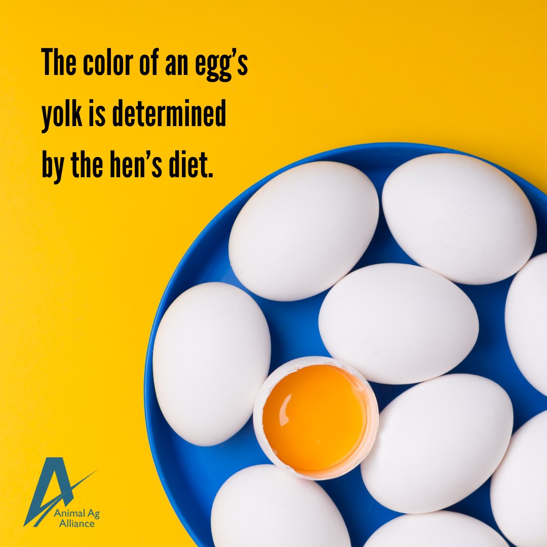Have you ever noticed some of your eggs have darker or lighter colored yolks than others? 🍳 This is due to differences in hen diets but does not impact nutrition, quality, or flavor! bit.ly/3c5VZJz