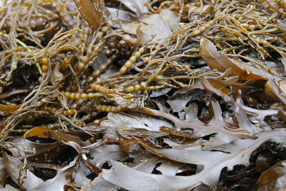 GenomeBC (@genomebc) on Twitter photo #Genomics is making waves in #KelpConservation! 🌊🧬 Supported by Genome BC, <a href="/uvic/">UniversityOfVictoria</a> & partners like the #KelpRescueInitiative, researchers are using genetic insights to restore BC’s vital kelp forests.
🔗 canadiangeographic.ca/articles/lendi…
#KelpGenomics #ClimateAction #Genomics is making waves in #KelpConservation! 🌊🧬 Supported by Genome BC, <a href="/uvic/">UniversityOfVictoria</a> & partners like the #KelpRescueInitiative, researchers are using genetic insights to restore BC’s vital kelp forests.
🔗 canadiangeographic.ca/articles/lendi…
#KelpGenomics #ClimateAction