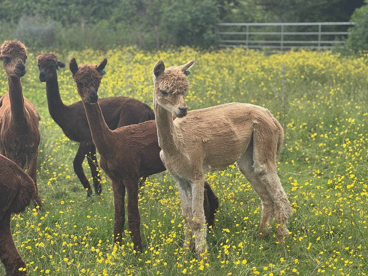 Amiryck Alpaca tweet media