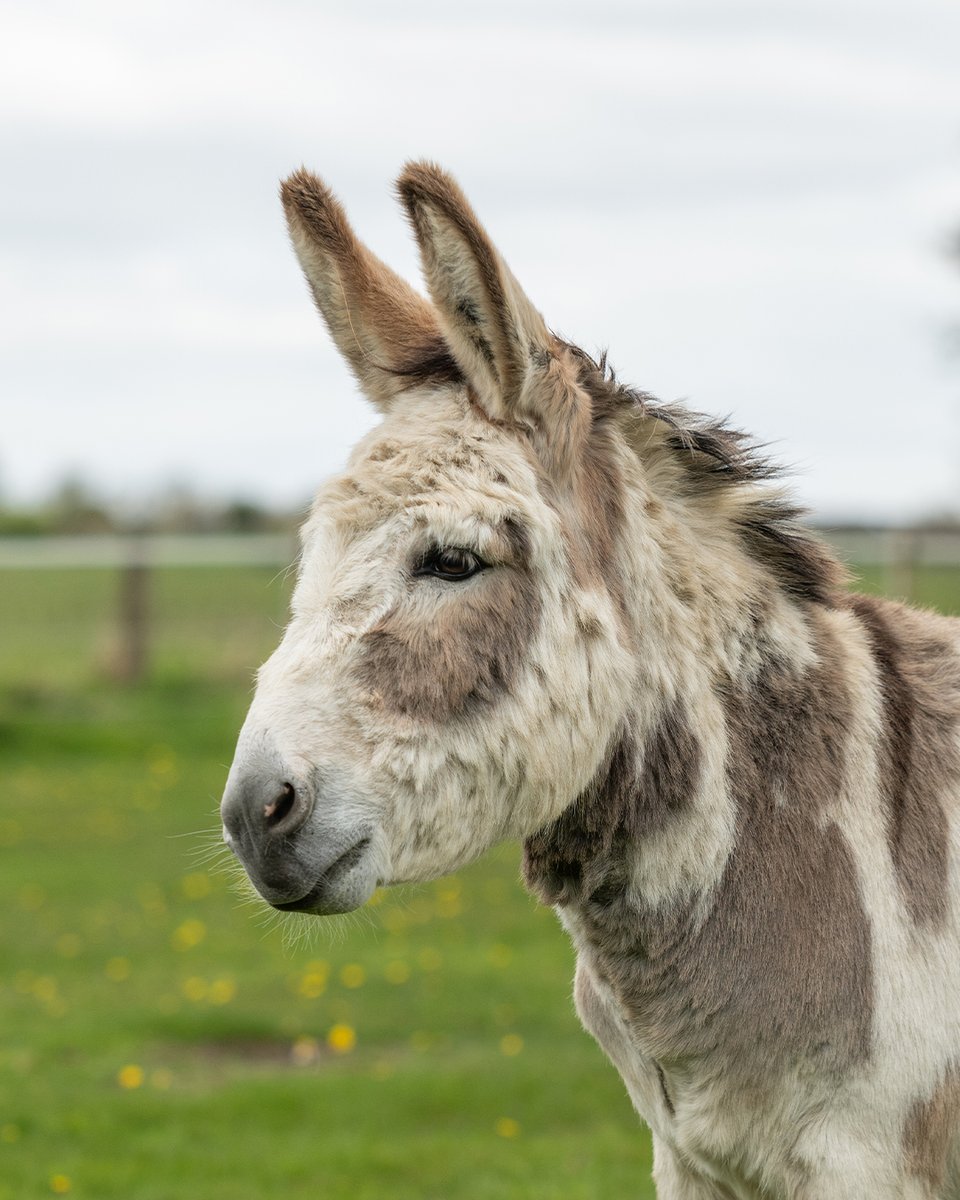 Despite his sad past, Theo has made great strides and has blossomed into a laid-back, affectionate donkey. ❤️

Adopt this gorgeous donkey for yourself or a loved one from £3 a month ➡️ bray.news/3YYut64