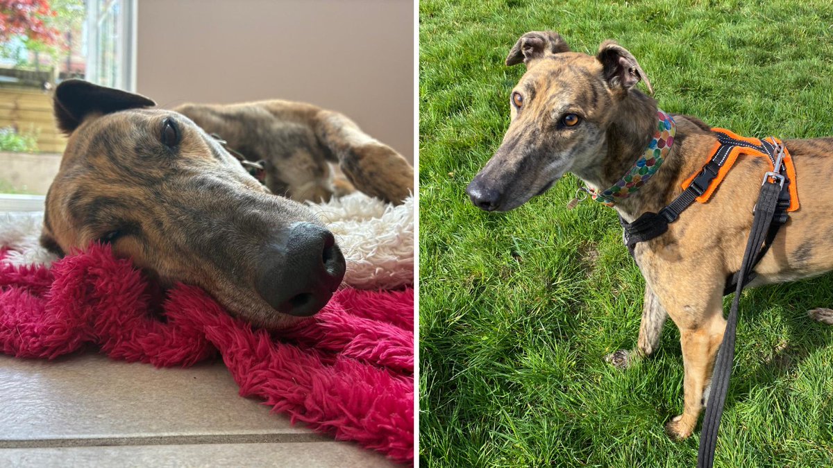 RSPCA (England & Wales) (@rspca_official) on Twitter photo As an ex-racing greyhound, 4-year-old Hero has only ever known life in kennels 😢
Having never lived in a home before, he could benefit from living with fellow sighthounds who can help to show him the ropes.
Find out more and apply to <a href="/RSPCA_TheArk/">Stubbington Ark, RSPCA Solent branch</a>: bit.ly/3ZplXwY As an ex-racing greyhound, 4-year-old Hero has only ever known life in kennels 😢
Having never lived in a home before, he could benefit from living with fellow sighthounds who can help to show him the ropes.
Find out more and apply to <a href="/RSPCA_TheArk/">Stubbington Ark, RSPCA Solent branch</a>: bit.ly/3ZplXwY
