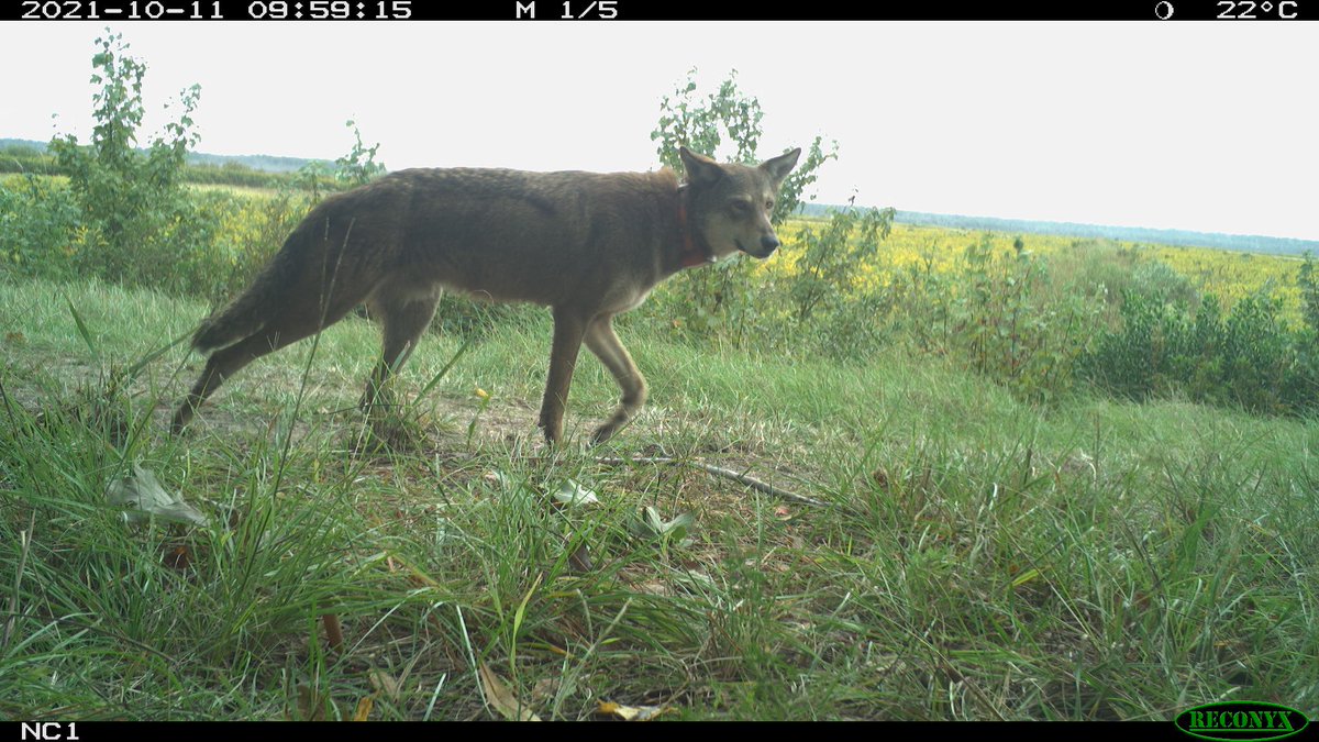 Now you see me…👀 

Rare and endangered mammals call North America home. Because of their low population numbers, these species are challenging to monitor and conserve.

Snapshot USA has captured photos of threatened wildlife, including the wolverine, Canada lynx, fisher, and