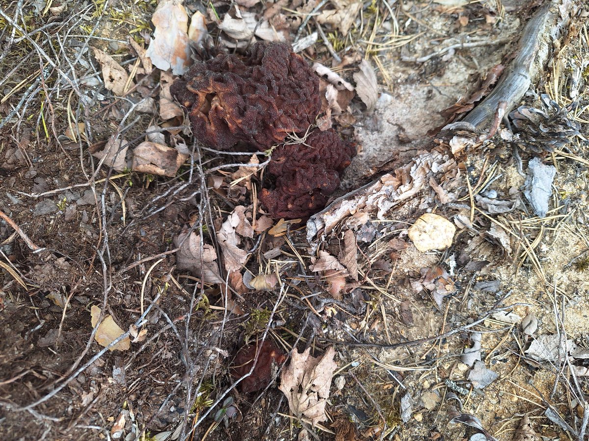 Se on muuten se aika vuodesta taas, että saa keräillä ja käsitellä tätä kevätkauden herkkua, elikkäs korvasientä! Viime vuonna sato epäonnistui täällä Suomen Samoalla Rautavaaralla, mutta ei huolta, nyt näitä riittää ja vielä on useampi viikko aikaa keräillä!

Korvasienestä on