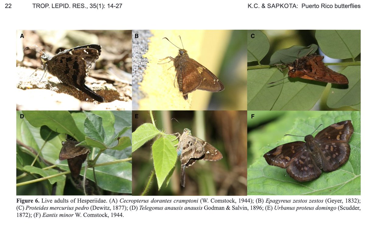 Sajan K.C. &amp; Sapkota A (2025). Observations on the species richness, abundance, and behavior of butterflies (Lepidoptera: Papilionoidea) in Puerto Rico during a two-week survey.TROP. LEPID. RES., 35(1): 14-27.
👉🦋
journals.flvc.org/troplep/articl…