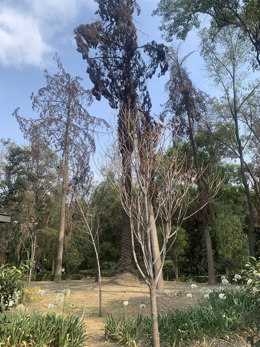 ReportandoCDMX1's tweet photo. @EnlaNapolesBJ @ClaraBrugadaM @SEGIAGUA @AccionesBJ @SEDEMA_CDMX @PAOTmx @NarvarteVecinos @LuisMendozaBJ @AlcaldiaBJ_CDMX @supercivicosmx Por todo el parque arboles secos. https://t.co/BuBLCkSGPF