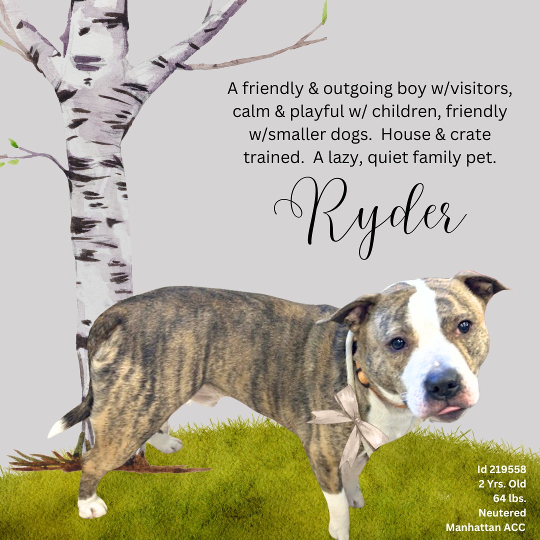 Ryder ended up at ACC reportedly after his face was grabbed and he reacted negatively. Despite his normally easygoing, affectionate manner, <a href="/NYCACC/">Animal Care Centers of NYC</a> <a href="/NYCHealthCommr/">Dr. Michelle Morse</a> <a href="/nycHealthy/">nychealthy</a> fast-tracked Ryder’s execution, putting him to death after 10 days in the "shelter.” He was 2.