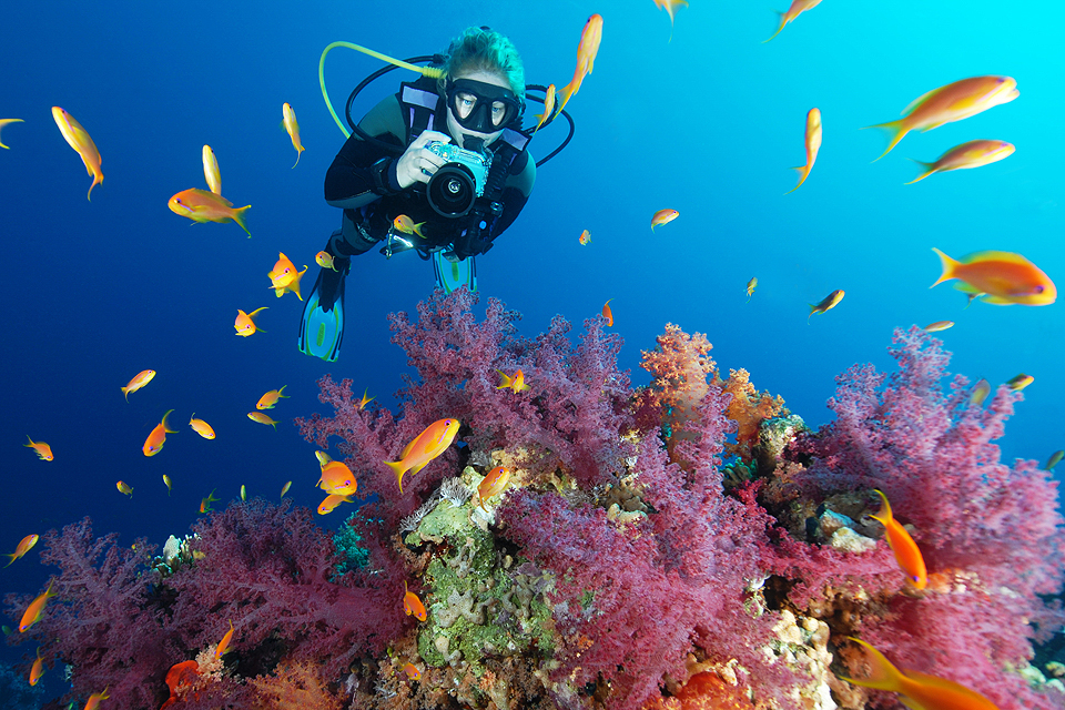 Dive Worldwide introduces new trips to Mexico &amp; The Maldives - mailchi.mp/089cc451a1aa/d…