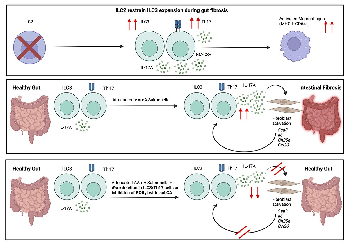 Journal of Experimental Medicine (@jexpmed) on Twitter photo .<a href="/ahmed_kabilAK/">Ahmed Kabil</a>, Hughes, <a href="/KMcNagnylab/">KMcNagny-Lab, Biomedical Miracles at work</a> et al. identify a balance between ILC2s & ILC3s as critical for gut tissue repair. Selective deletion experiments reveal that ILC2 loss promotes #fibrosis, while ILC3 depletion protects against it. hubs.la/Q03pvv_H0
#MucosalImmunology .<a href="/ahmed_kabilAK/">Ahmed Kabil</a>, Hughes, <a href="/KMcNagnylab/">KMcNagny-Lab, Biomedical Miracles at work</a> et al. identify a balance between ILC2s & ILC3s as critical for gut tissue repair. Selective deletion experiments reveal that ILC2 loss promotes #fibrosis, while ILC3 depletion protects against it. hubs.la/Q03pvv_H0
#MucosalImmunology
