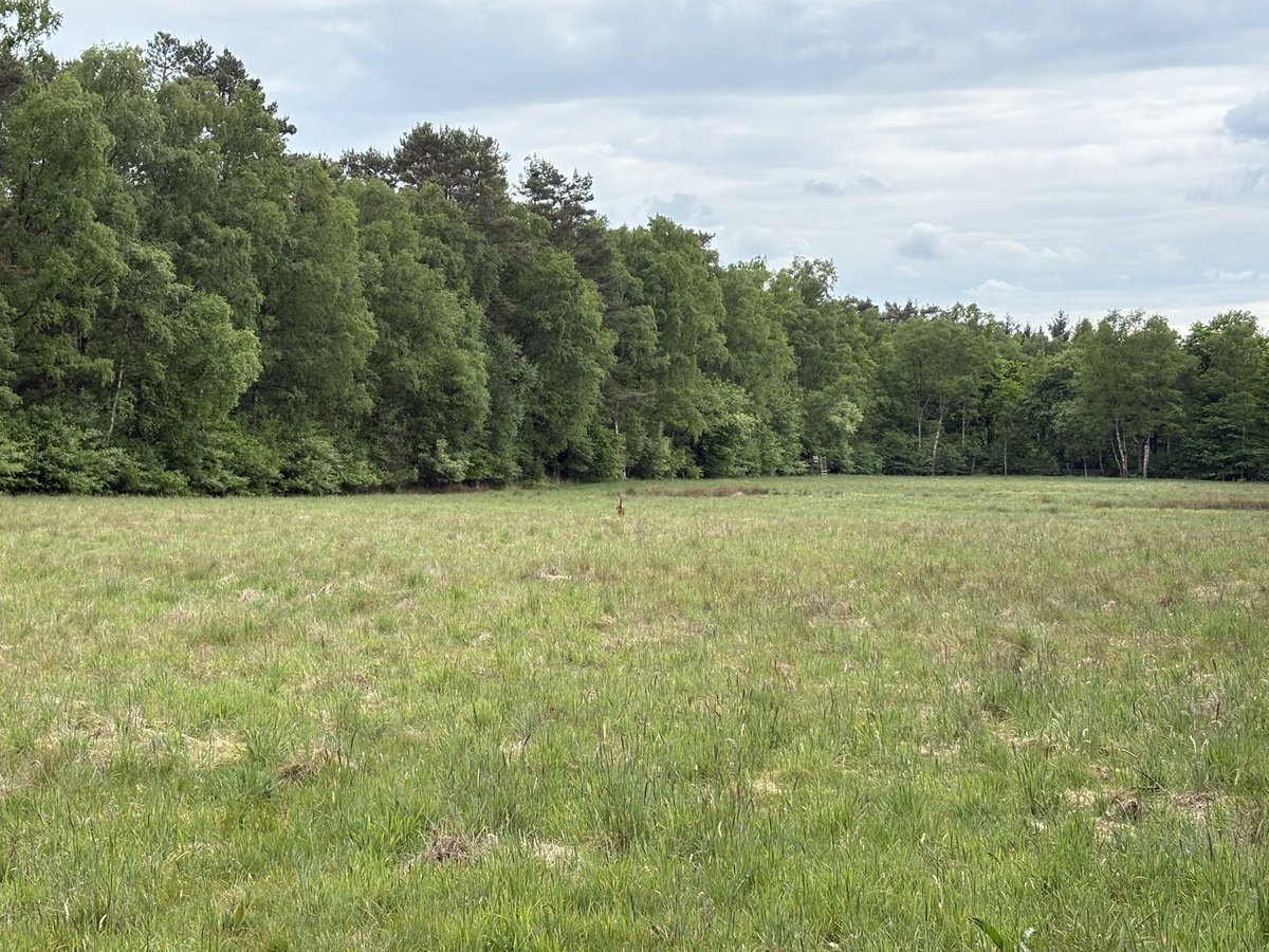 ᶠʳᵃᵘ ᴾᶦᵉᶠᵏᵉ +2 tweet media