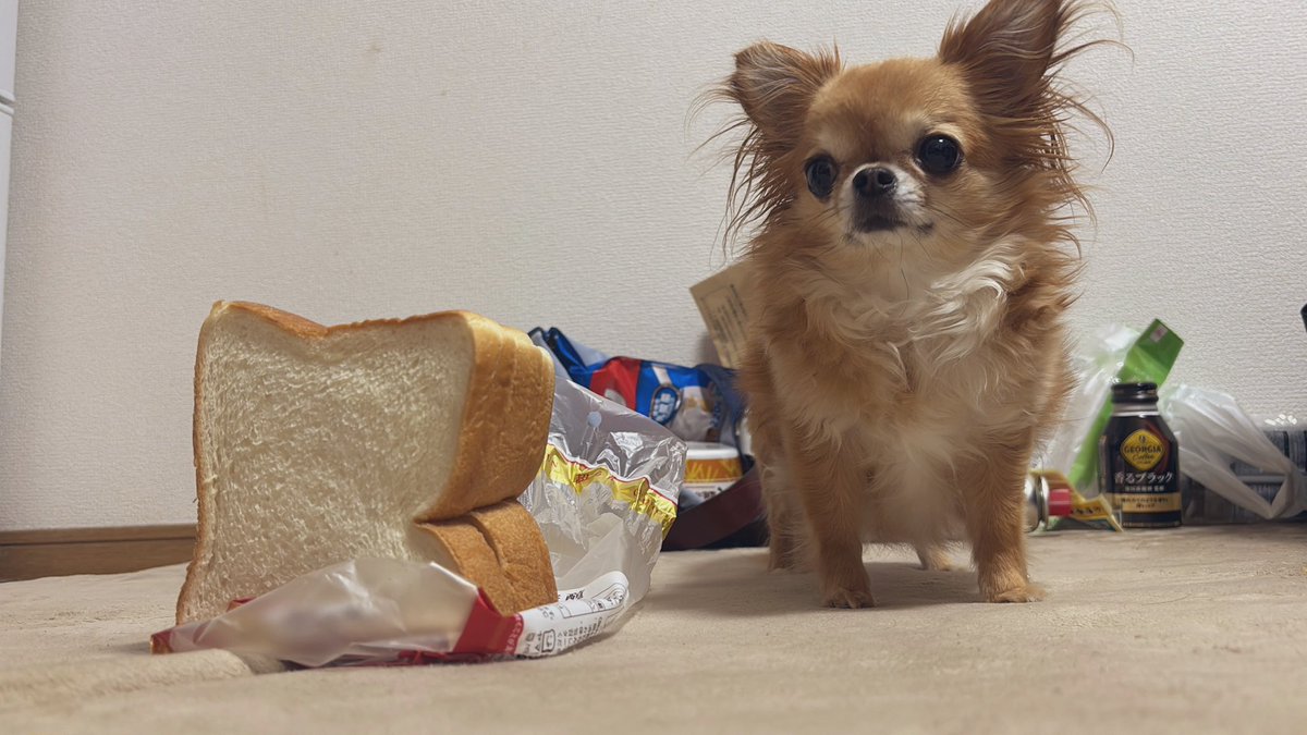 Ta11Rt's tweet photo. 半分切ったら拗ねた🍞 https://t.co/anpnweewJW