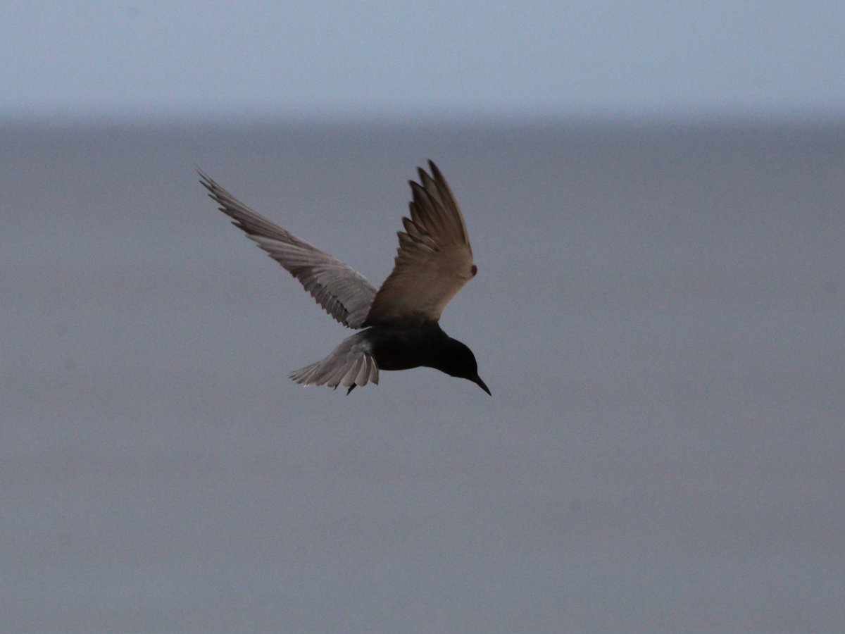 sandyclem's tweet photo. The resident Black Tern which hangs out at Long Nanny, Northumberland #blacktern #birdwatchers #birdwatching #birdsbirdsbirds @ChrisGPackham @michaelastracha @IoloWilliams2 #springwatch @BBCSpringwatch https://t.co/fduY0SOcEZ