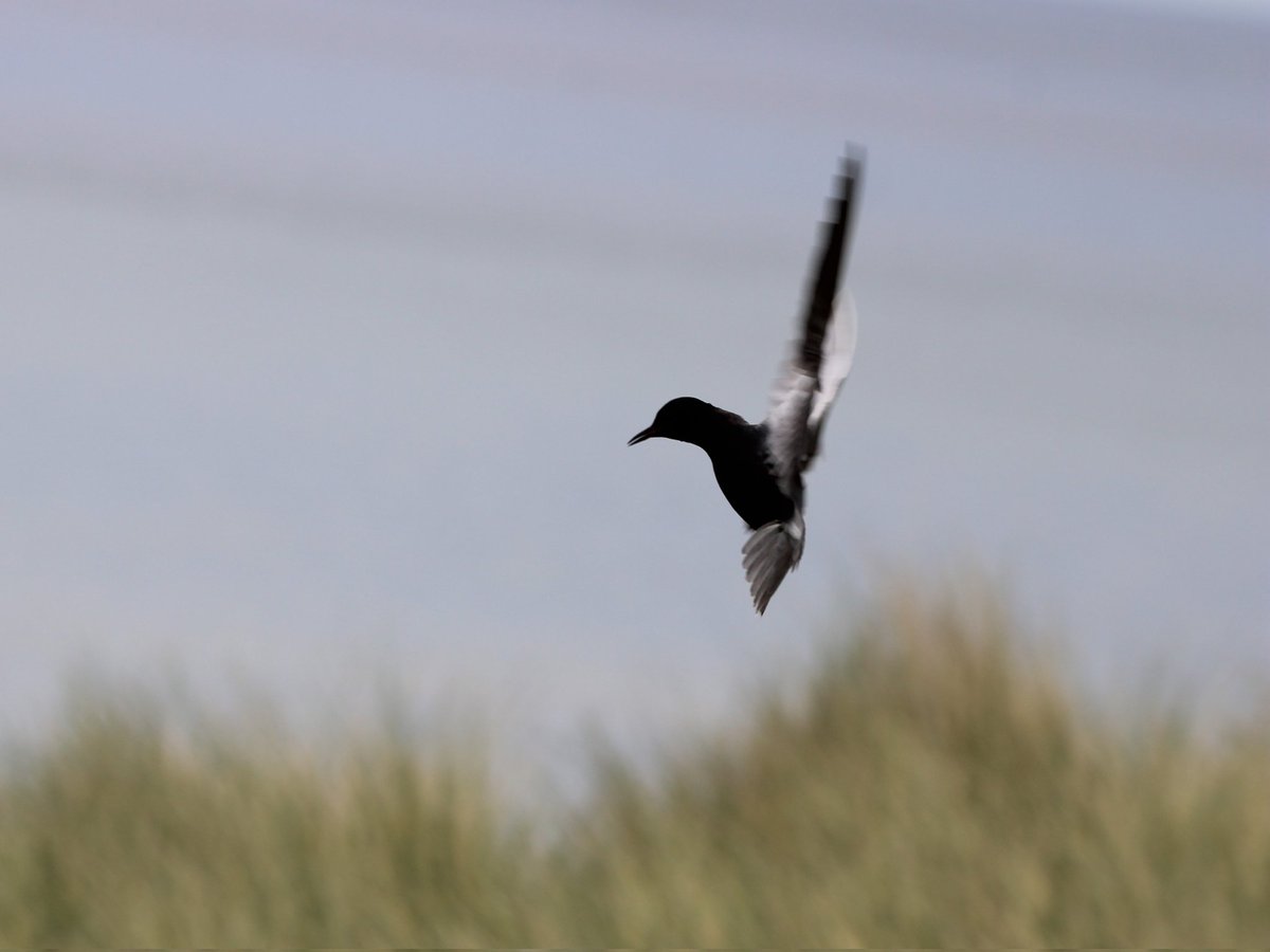 sandyclem's tweet photo. The resident Black Tern which hangs out at Long Nanny, Northumberland #blacktern #birdwatchers #birdwatching #birdsbirdsbirds @ChrisGPackham @michaelastracha @IoloWilliams2 #springwatch @BBCSpringwatch https://t.co/fduY0SOcEZ