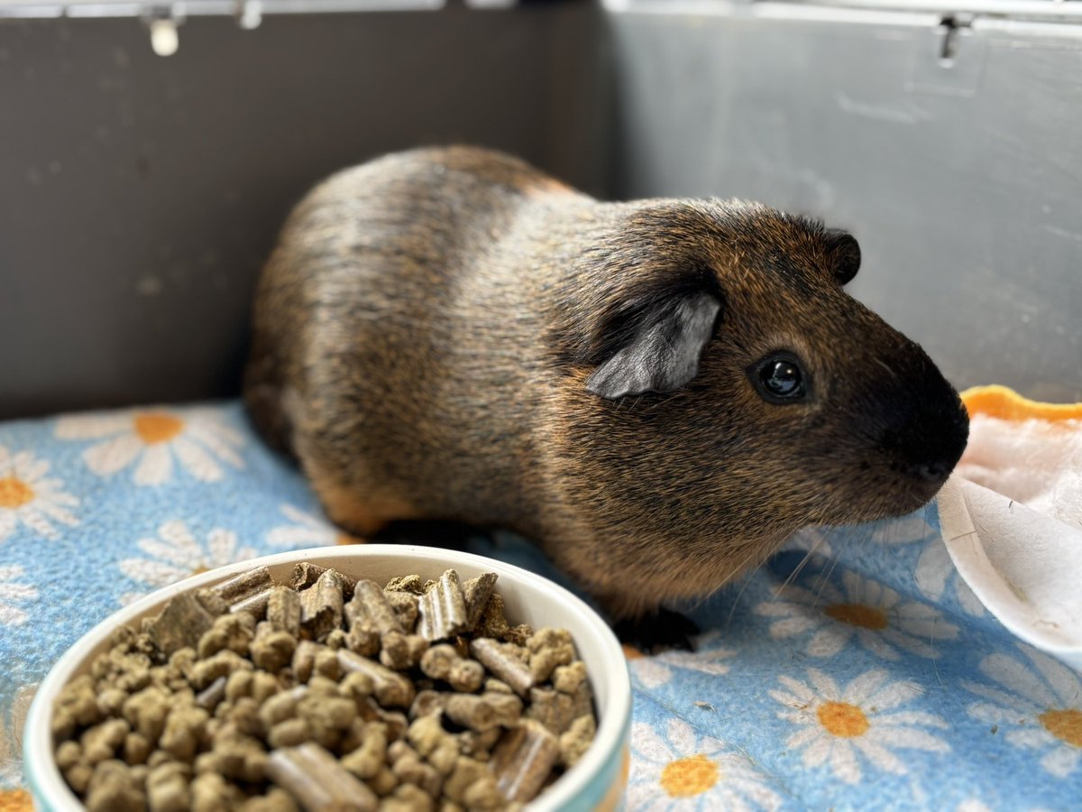 We welcomed today Rémi, a young boy 5 months old 🥰 He came from a very old woman who doesn’t have the health anymore to take the best care of him.