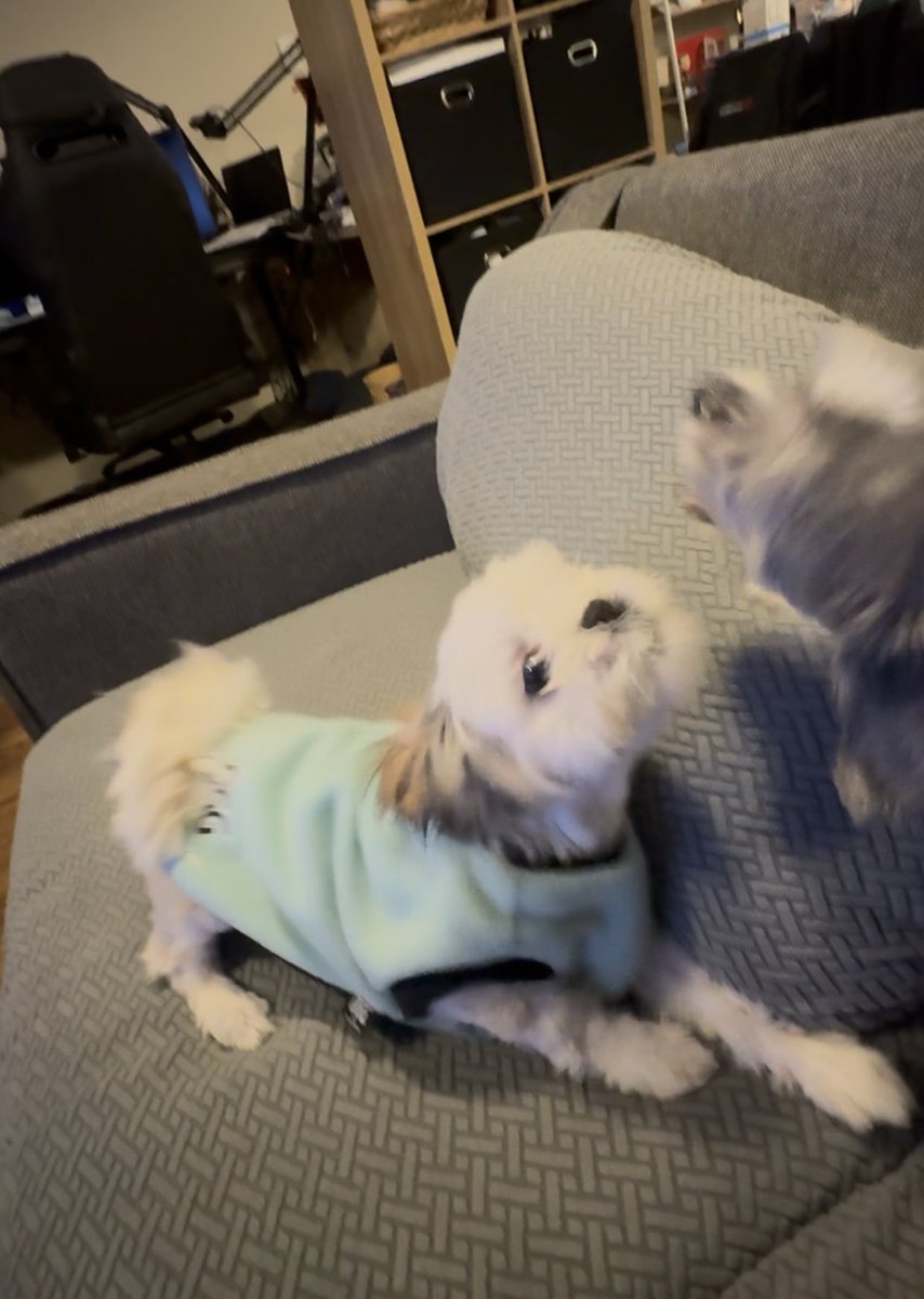 Molly’s attempts to look big and scary are the most adorable thing ever 🤣🥰🐶 #Shihtzus #Cute #ShesNotScary