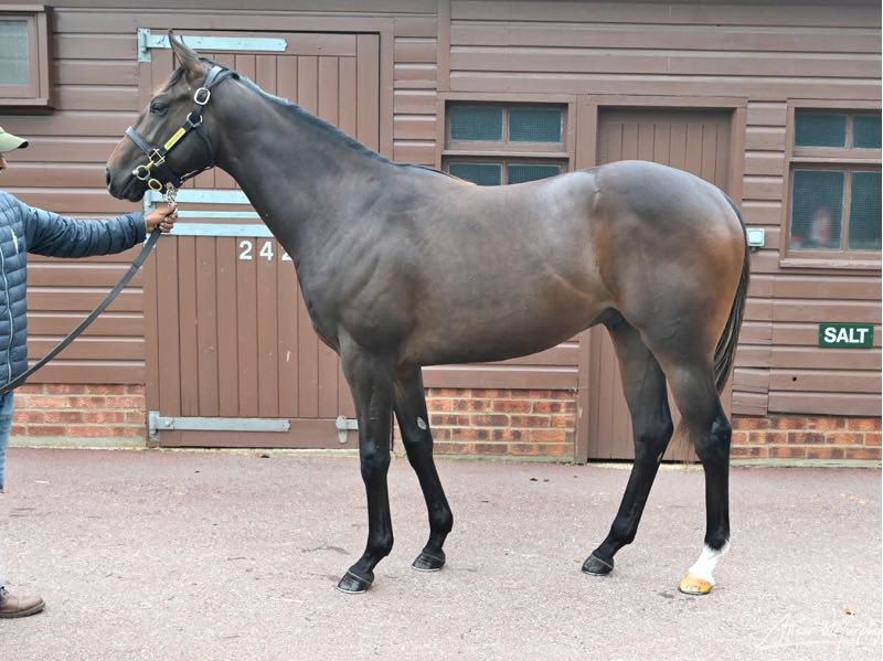 Great start for Norris Bloodstock graduate 2yos in 2025

Harrys Girl - Debutant winner, 2nd in the Margate (listed) ✅ sold at <a href="/GoffsUK/">Goffs UK</a> 

Havana Hurricane - Debutant winner ✅ sold at <a href="/Tattersalls1766/">Tattersalls</a> Somerville

Azizam - Debutant winner sold at <a href="/GoffsUK/">Goffs UK</a> ✅ 

Selling winners 🥇