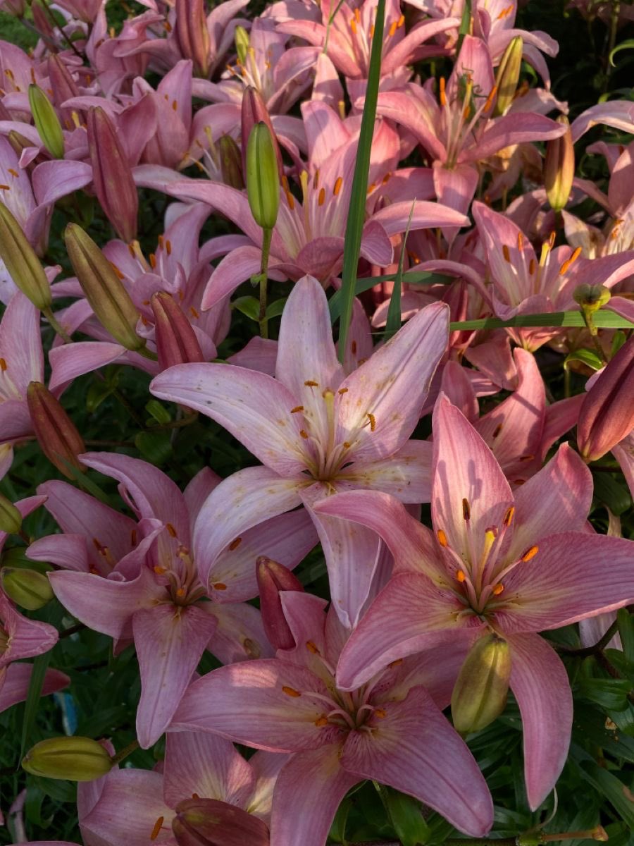 Lilies