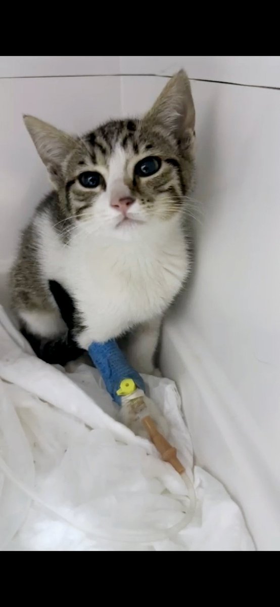 Şansı çok az biliyorum ama yine de paylaşmak istedim. Arkadaşım kediyi sokakta bulmuş, tedavisini yaptırmış. Almak isteyen olur mu? Ben de mama desteği vereceğim. (İkimizin de evi kedi dolu. Benim bahçede bir de zalim Tuzlu var. Küçükleri boğuyor. Son çare burası oldu #kediler