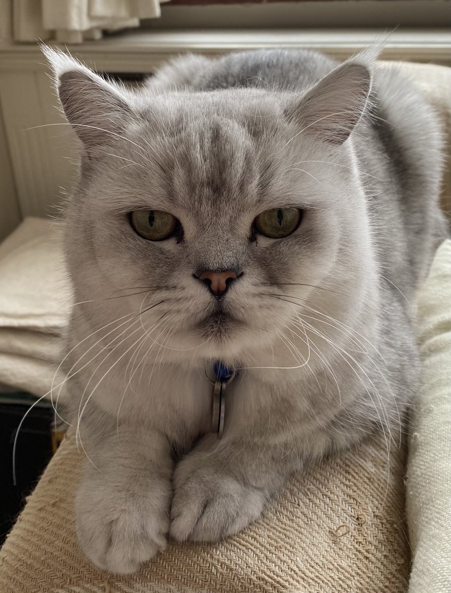 Meow evfurryone! Hope you’re all having a pawsome day this #WhiskersWednesday ~ love Marv❤️🐾 #Hedgewatch #CatsOfTwitter #CatsOfX