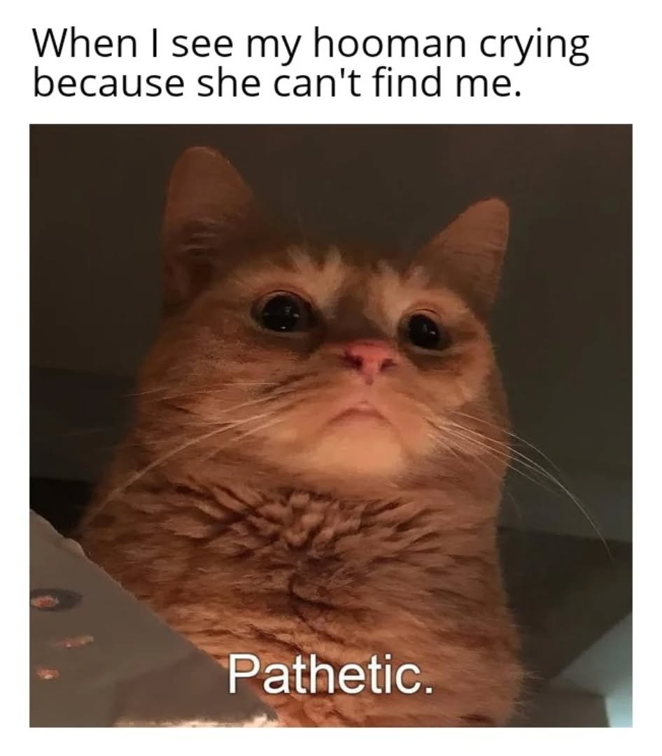 WeAssessCats's tweet photo. Pathetic https://t.co/oNUZe4QoYu