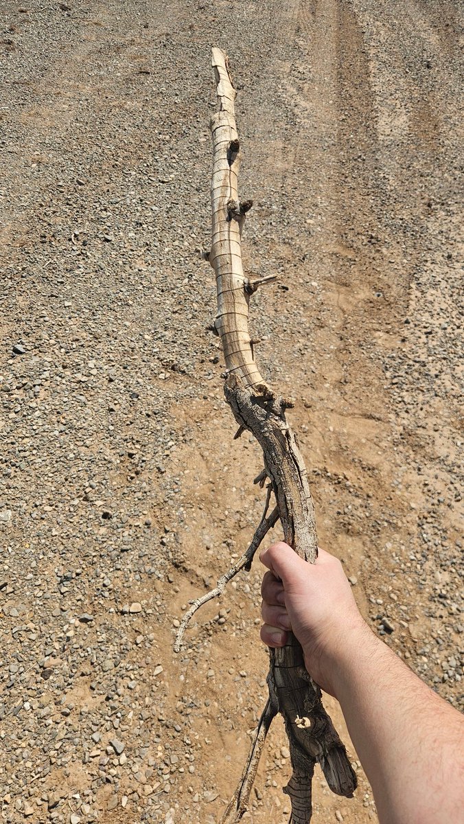 TheLewgo's tweet image. My truck might have broken down for the 3rd time in the span of a month but it&apos;s ok I found a cool stick