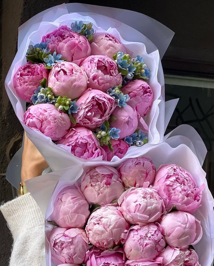 Flowers (@dailyflowersx) on Twitter photo 