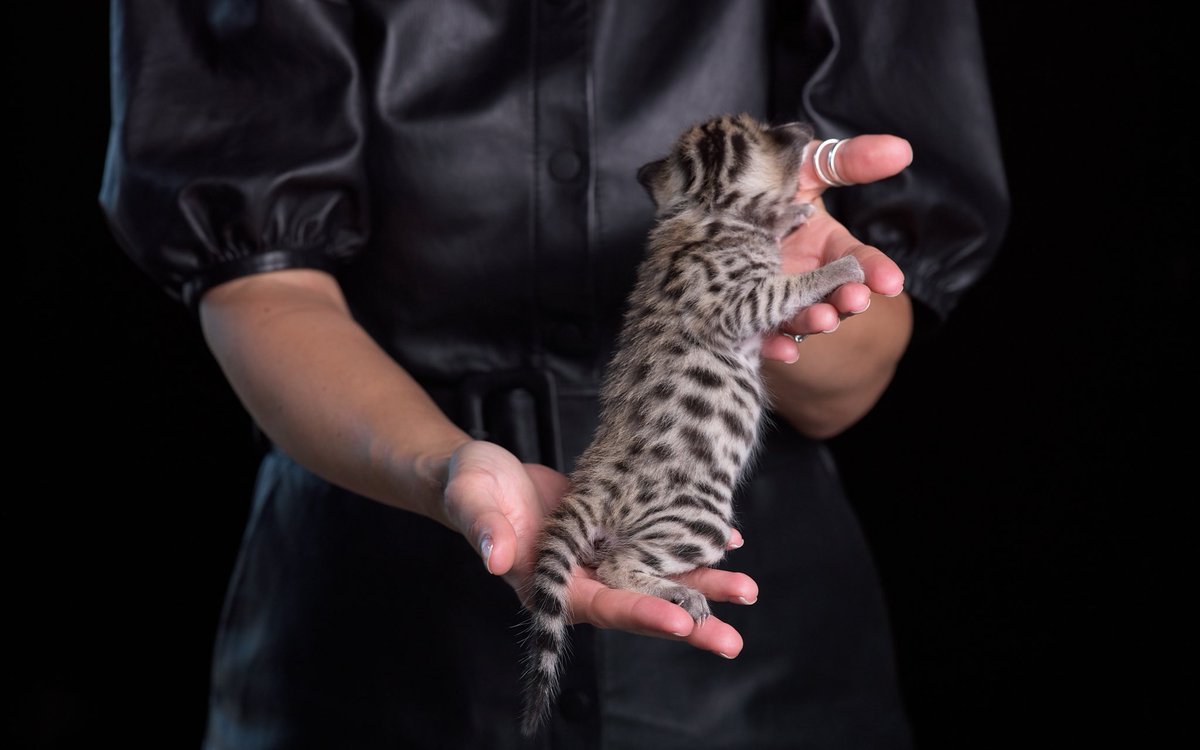 CatsNCarsCNC's tweet photo. More Cats N Cars kittens RESERVED! They are almost ready for some car shoots! 😻 https://t.co/daqjUjWeV7